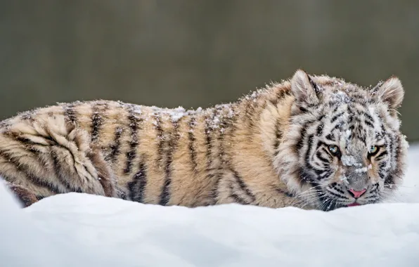 Зима, белый, взгляд, снег, природа, тигр, поза, сугробы