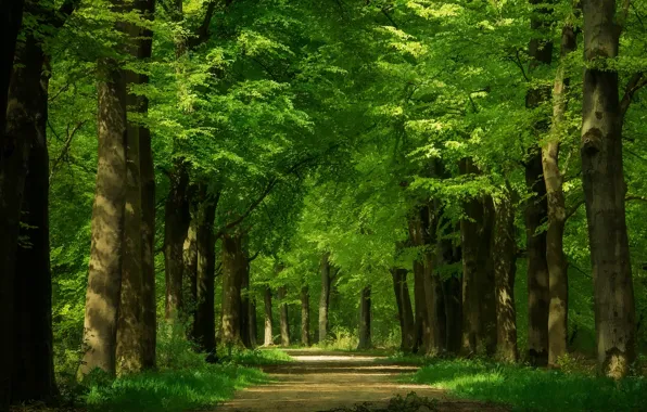 Картинка дорога, зелень, деревья, стволы, аллея, кроны