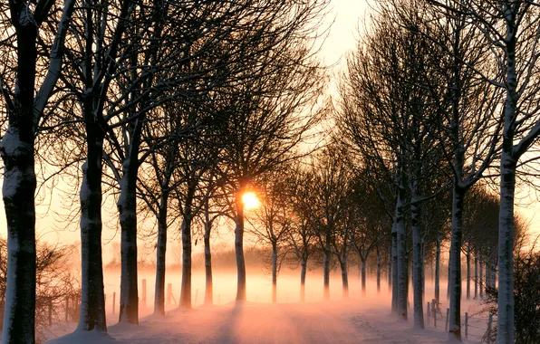 Картинка солнце, деревья, туман, Дорога