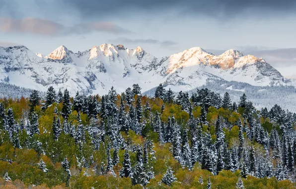 Картинка landscape, nature, mountain, pine, outdoors, mother, lush, log