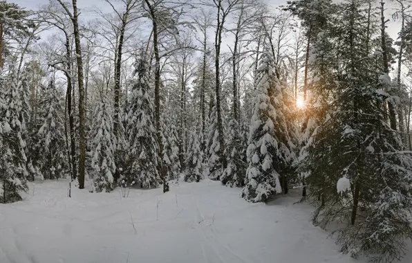 Зима, снег, природа, Лес, Московская область