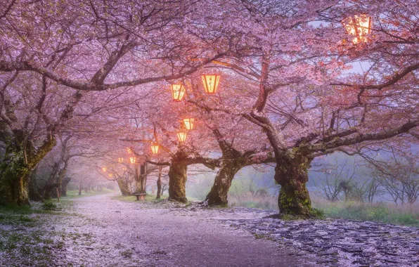 Картинка деревья, цветы, природа, огни, парк, вечер, Япония, сакура