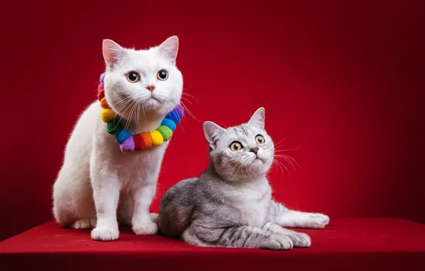 Кошка, кот, взгляд, кошки, две, пара, бусы, белая