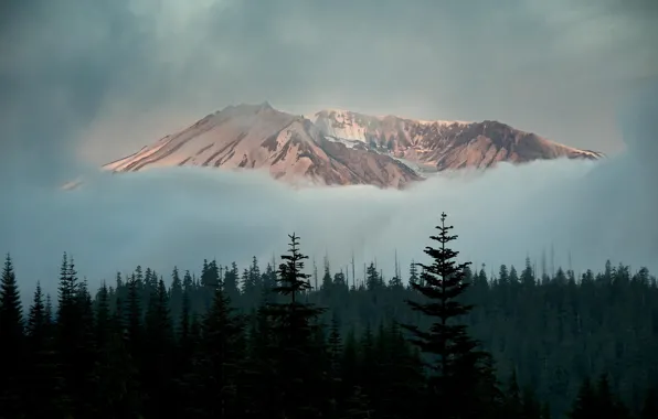 Картинка лес, облака, снег, деревья, гора