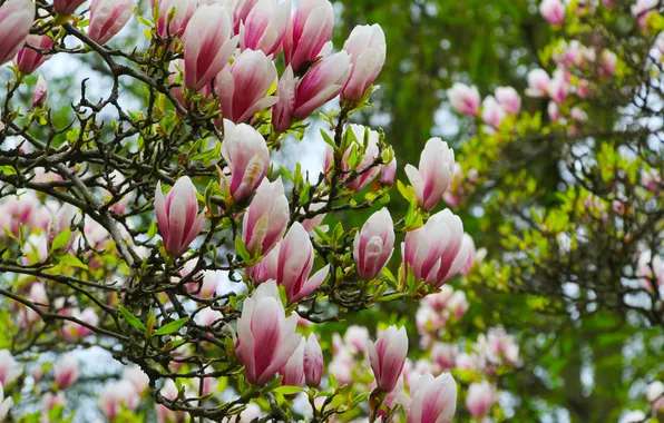 Flower, spring, magnolia, twigs