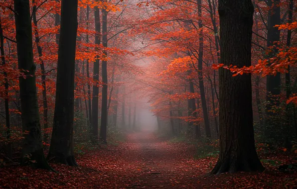 Осень, лес, деревья, дымка, forest, тропинка, trees, autumn