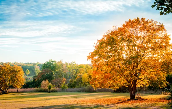 Картинка осень, небо, листья, деревья, пейзаж, природа, голубое, тень