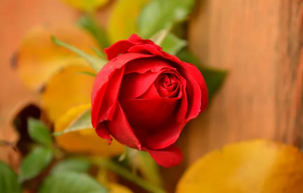 Роза, Rose, Red rose, Красная роза