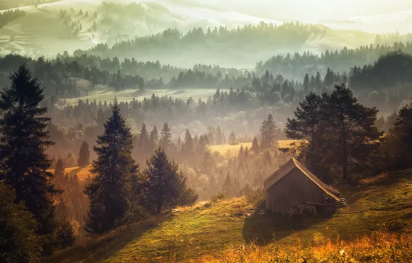 Деревья, сарай, солнечный свет