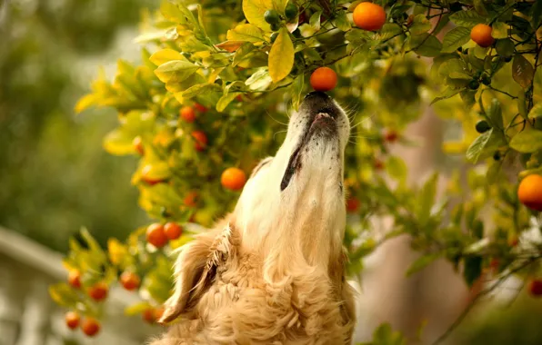 Картинка фон, собака, мандарин