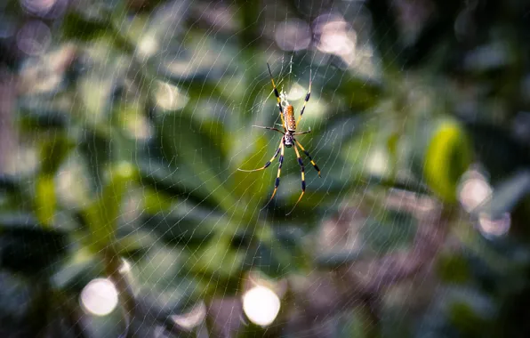 Лист, зеленый, green, сеть, паук, spider, leaf, net