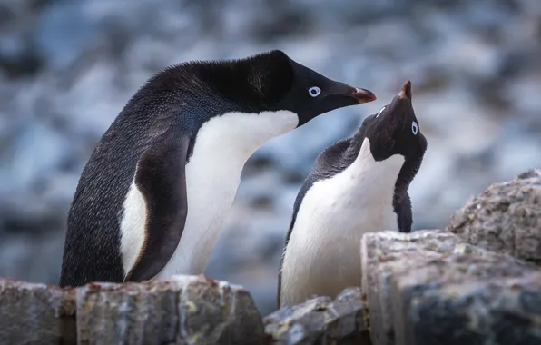 Камни, пингвины, пара, общение, Antarctic Penguins