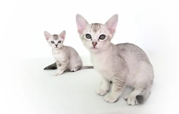 Картинка пара, котята, белый фон, Азиатская табби