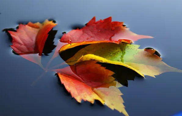 Картинка осень, листья, вода, природа