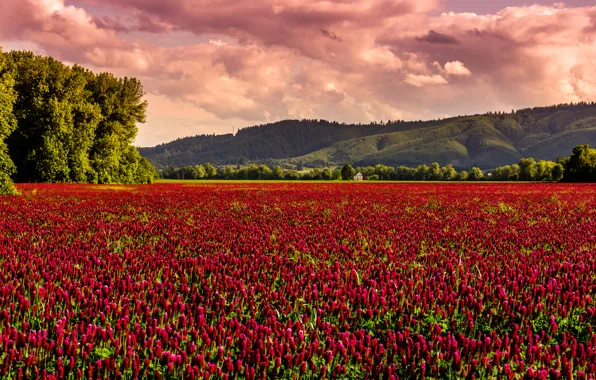 Поле, дом, холм, house, поле цветов, field, hill, field of flowers
