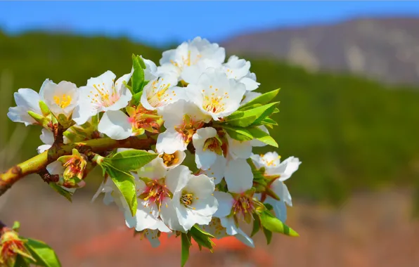 Картинка Макро, Весна, Spring, Цветение, Боке, Bokeh, Macro, Flowering