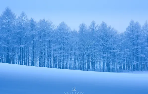 Картинка холод, снег, деревья, мороз, photographer, Kenji Yamamura