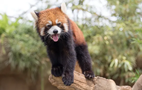 Язык, firefox, мордашка, Красная панда