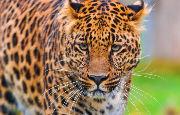 Картинка морда, обои, леопард, стоит, leopard, смотрит, красивый, пятнистый