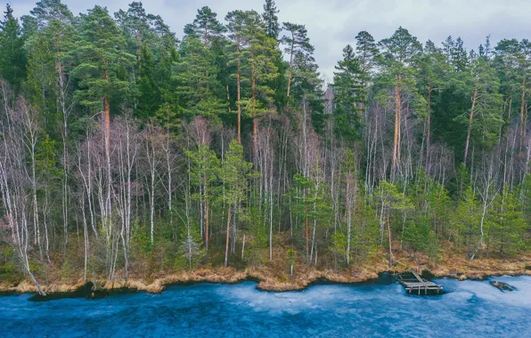 Картинка лес, озеро, берег