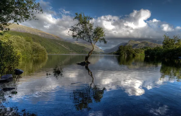 Озеро, отражение, дерево, Уэльс, Wales, Snowdonia, Сноудония, Gwynedd