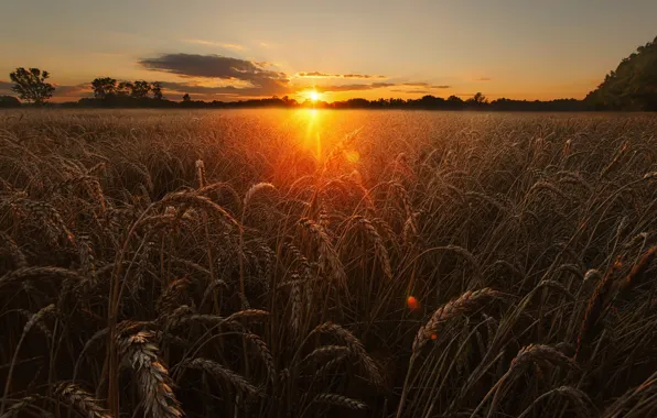 Картинка пшеница, поле, небо, солнце, свет, природа