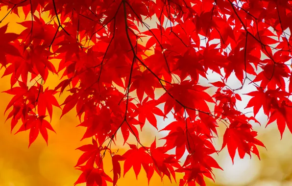 Картинка осень, листья, ветка, багрянец
