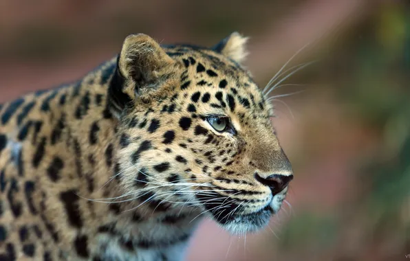 Взгляд, леопард, профиль, leopard, дальневосточный