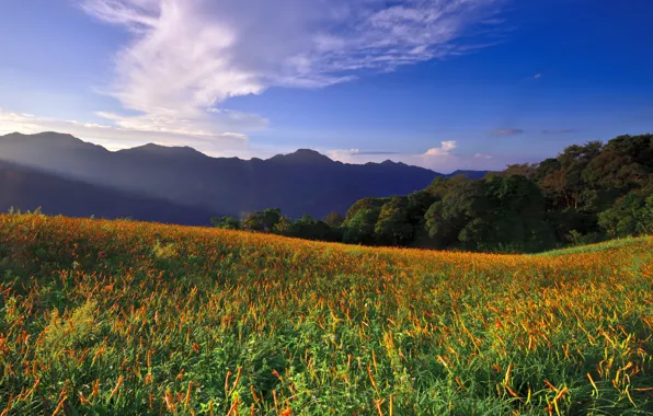 Цветы, горы, долина, луг, Тайвань, Taiwan, Huadong Valley, East Rift Valley