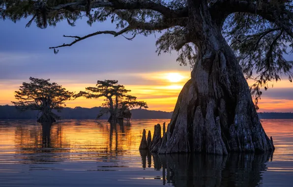 Закат, дерево, United States, Louisiana, Parish Governing Authority District 4