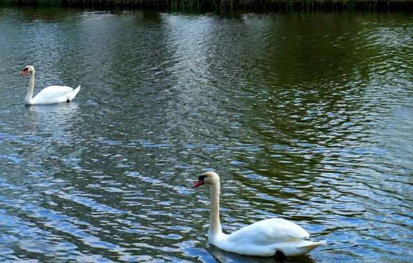 White, swan, bird, water, lake, swim