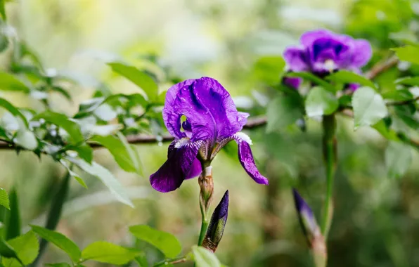 Картинка бутон, боке, ирис, First bloomed Iris