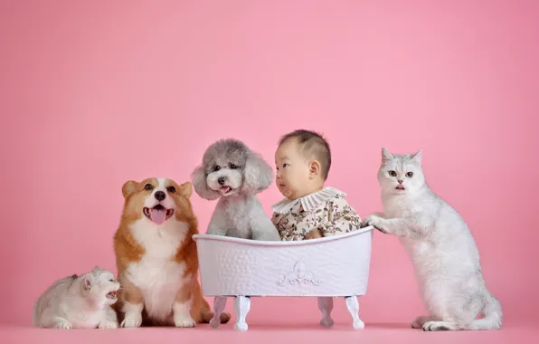 Язык, кошка, собаки, кот, кошки, серый, вместе, коты