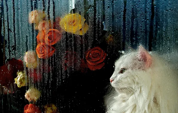 Кошка, белый, кот, взгляд, стекло, морда, капли, цветы