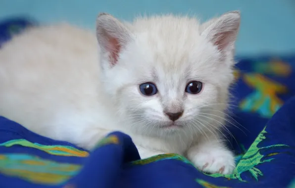 Картинка кошка, белый, взгляд, котенок, портрет, малыш, покрывало, мордочка