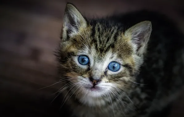 Картинка взгляд, малыш, мордочка, котёнок, голубые глаза