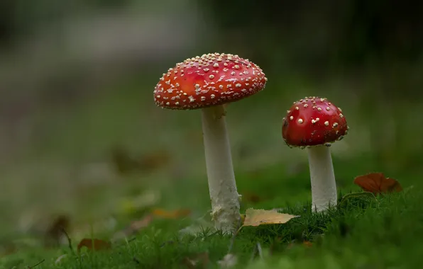 Осень, природа, фон, грибы, мох, мухоморы, парочка, боке