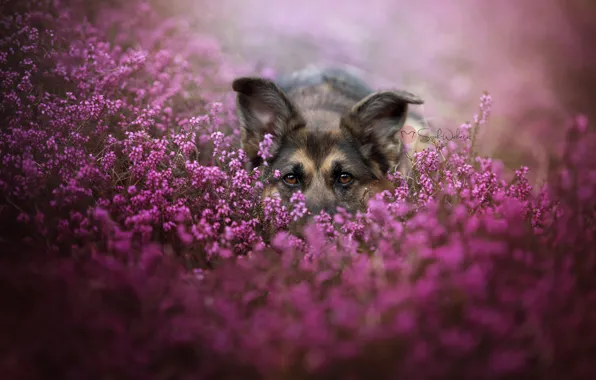 Взгляд, цветы, собака