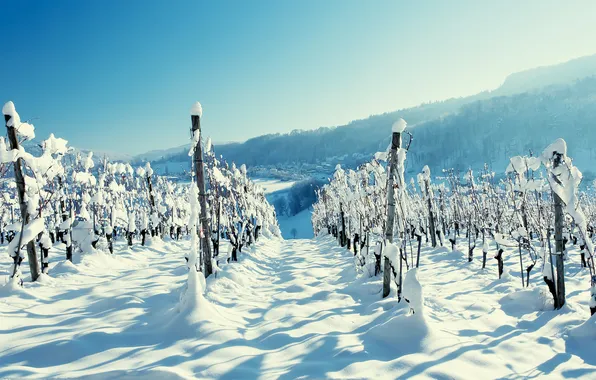 Картинка зима, лес, снег, горы, пейзажи, деревня, виноградник, лоза