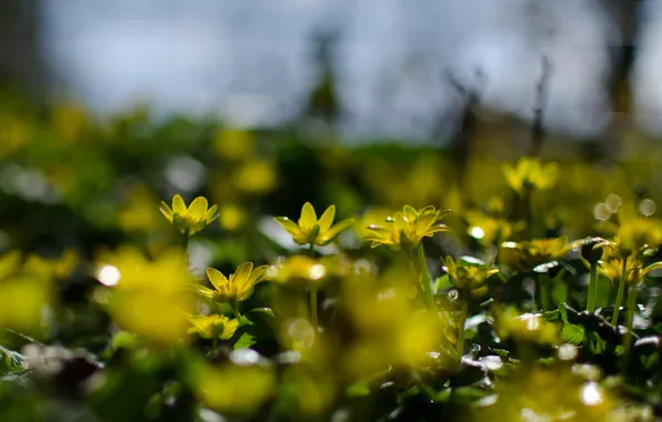 Макро, цветы, природа