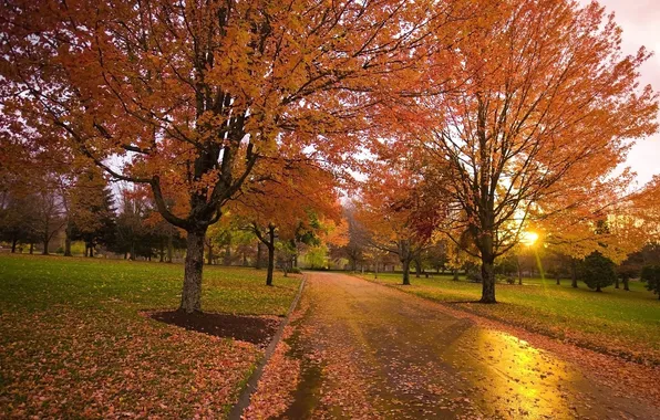 Картинка дорога, осень, закат, парк, Природа, аллея