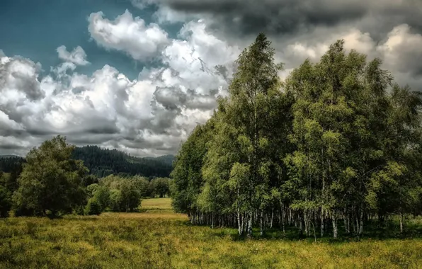 Картинка поле, лето, берёзы