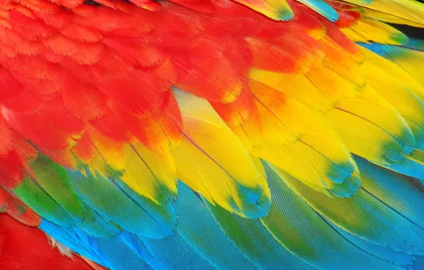 Перо, перья, Background, feather, card