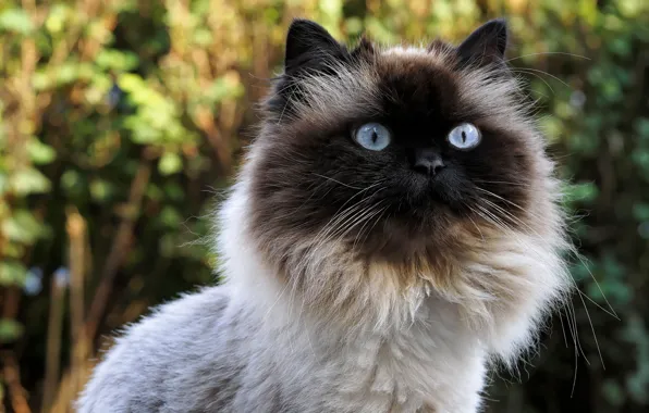 Кошка, глаза, шерсть