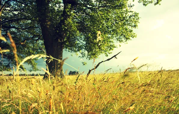 Картинка поле, дерево, Лето, травы