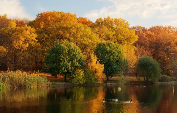 Картинка озеро, природа, фото, деревья, берег, осень