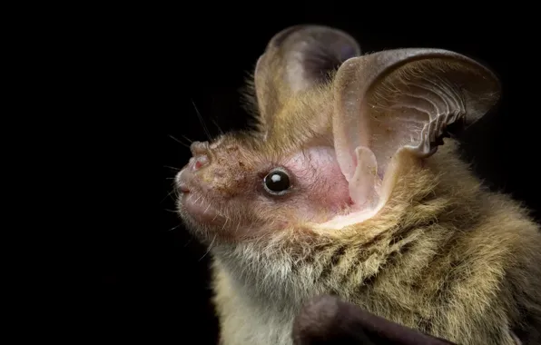 Чёрт, Nyctophilus corbeni, Corben s Long-eared Bat