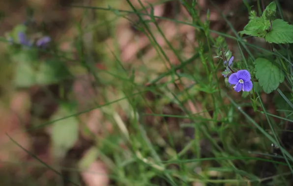 Цветок, фиолетовый, трава, grass, flower, purple, nettles, крапива