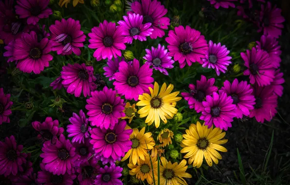 Фиолетовые, yellow, жёлтые, purple, маргаритки, Daisies