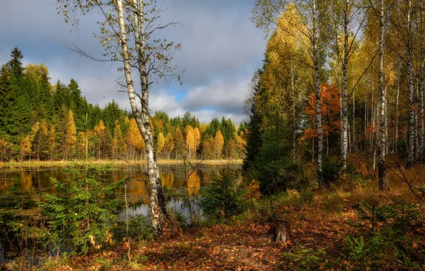 Картинка осень, лес, река, листва